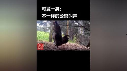 成人搞鸡视频,搞鸡视频背后的真相与反思