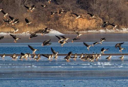 大雁摆成人字视频,自然奇观背后的智慧与秩序