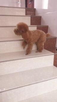 宠物变成人讲话视频大全,萌宠开口说话，趣味视频大盘点